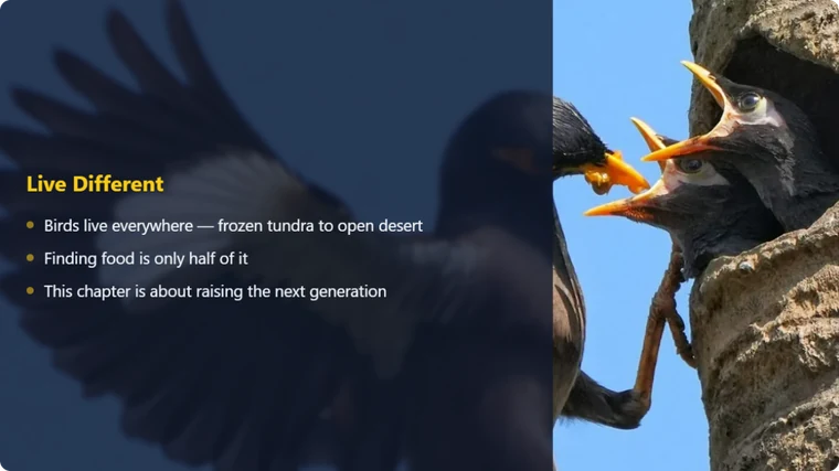 Image Overlay